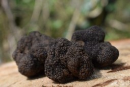 6 truffle-4150666_1920.jpg